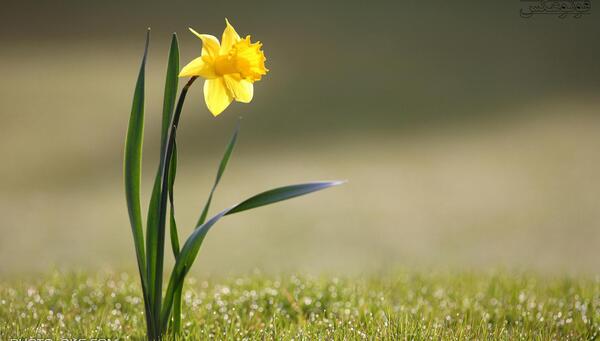 عکس گل نرگس برای والپیپر
