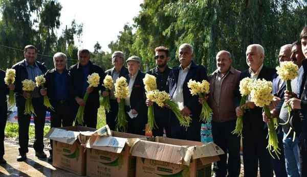عکس گل نرگس در حرم امام رضا