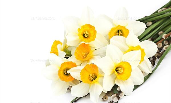 عکس گل نرگس پس زمینه