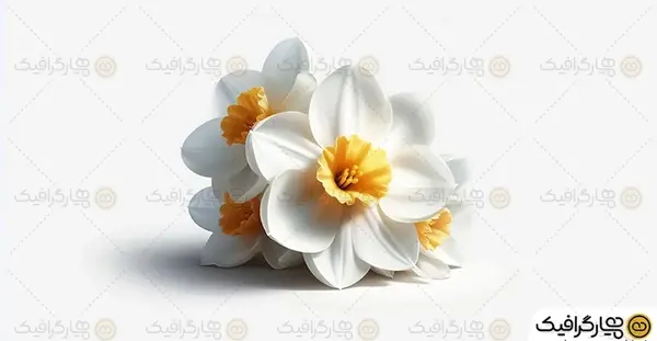 عکس گل نرگس پس زمینه