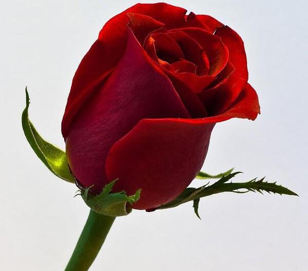 عکس گل نرگس با پس زمینه مشکی