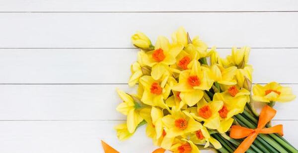 عکس گل نرگس با پس زمینه مشکی