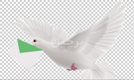 عکس نقاشی ساده کبوتر نامه رسان