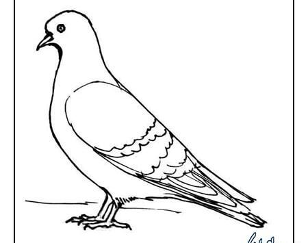 عکس نقاشی کبوتر ساده و زیبا