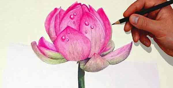 عکس نقاشی گل محمدی ساده برای کودکان