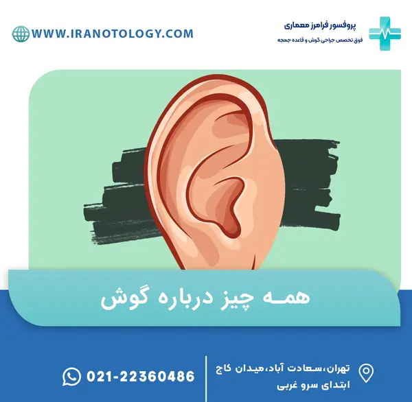 عکس نقاشی ساده گوش انسان