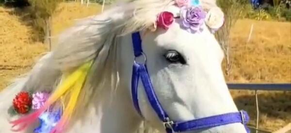 عکس اسب و دختر بچه