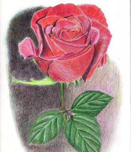 عکس نقاشی ساده و زیبا گل رز