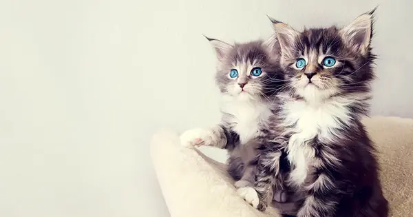 عکس گربه ی خیلی گوگولی