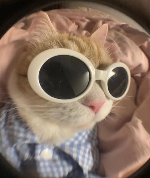 عکس پروفایل گربه با عینک