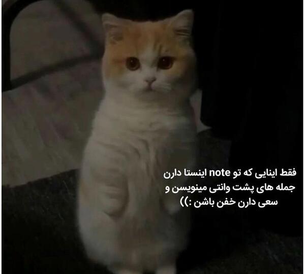 عکس گربه برای پروفایل اینستاگرام