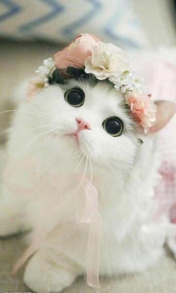 عکس گربه ی بامزه برای پروفایل