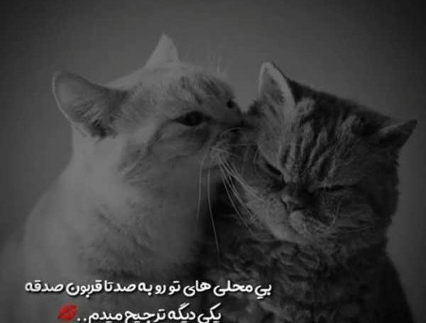 عکس گربه برای پروفایل خفن عاشقانه