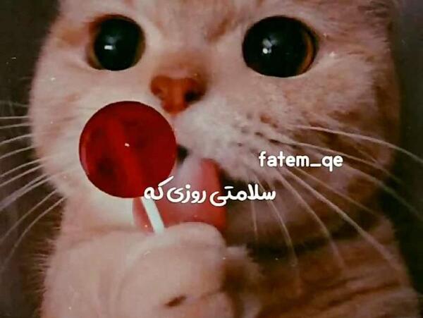 عکس گربه برای پروفایل خفن عاشقانه