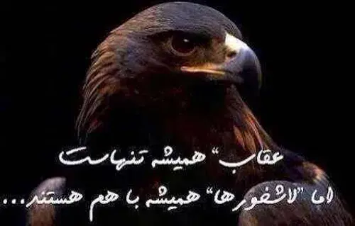 عکس عقاب و لاشخور