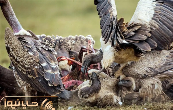 عکس عقاب و لاشخور