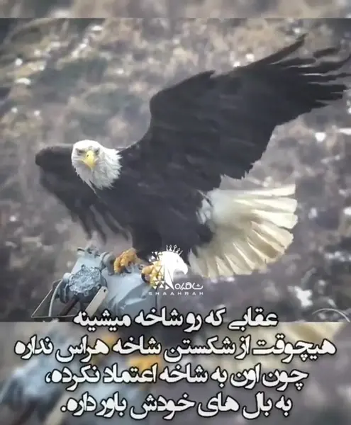 عکس عقاب و لاشخور