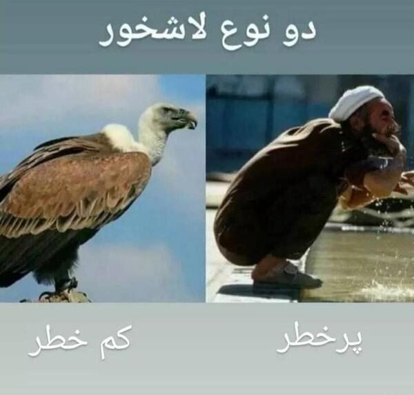 عکس عقاب و لاشخور