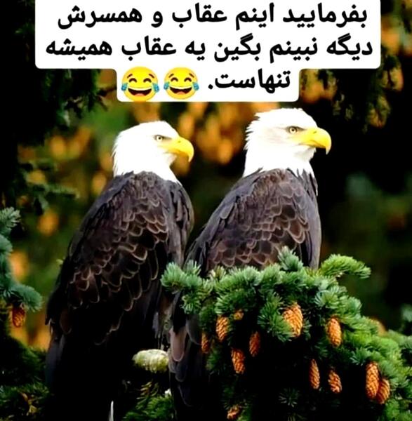 عکس عقاب و زنش