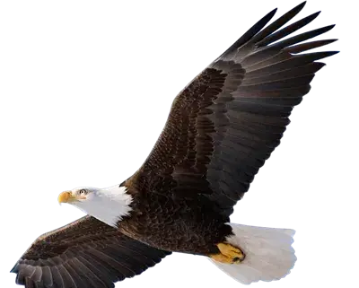 عکس عقاب و زنش