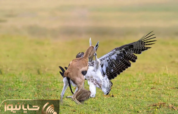 عکس عقاب و زنش