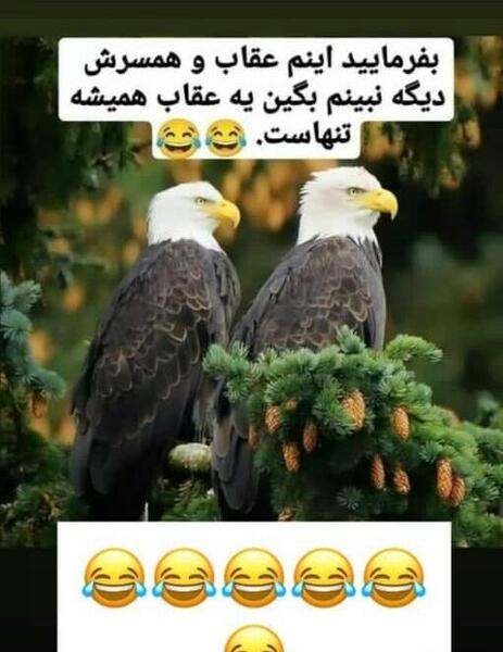 عکس زوج عقاب