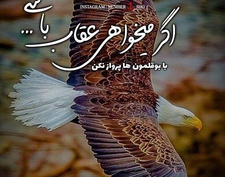 عکس عقاب خیلی خوشگل