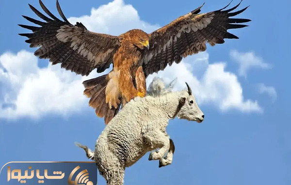 عکس کوچک ترین عقاب جهان