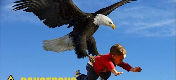 عکس بزرگترین عقاب ایرانی