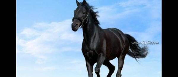 عکس فیلم اسب سیاه