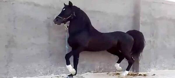 عکس فیلم اسب سیاه