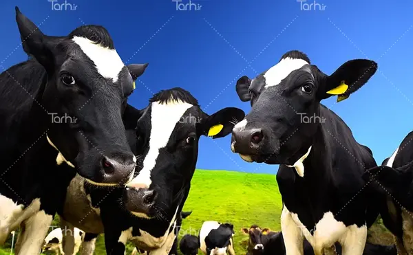 عکس گاو لباس پوشیده