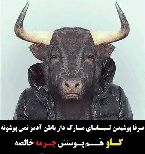 عکس گاو لباس پوشیده