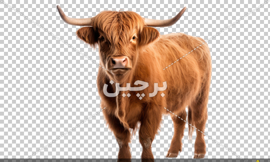 عکس گاو لباس پوشیده