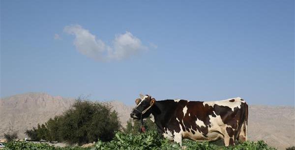 عکس گاو برای صفحه گوشی