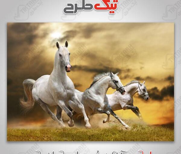 عکس اسب قرمز واقعی