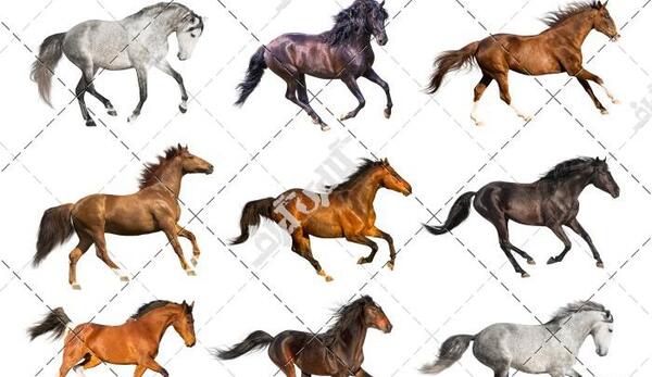 دانلود عکس اسب قرمز