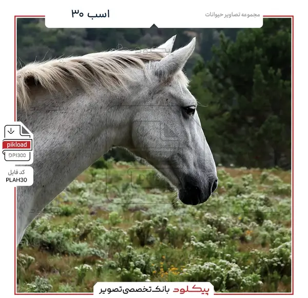 دانلود عکس اسب قرمز