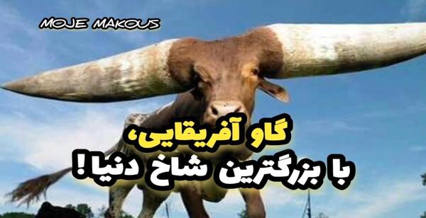 عکس بزرگترین شاخ گاو
