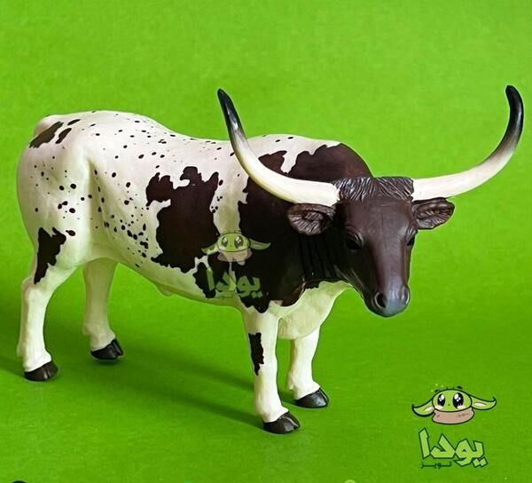 عکس بزرگترین شاخ گاو