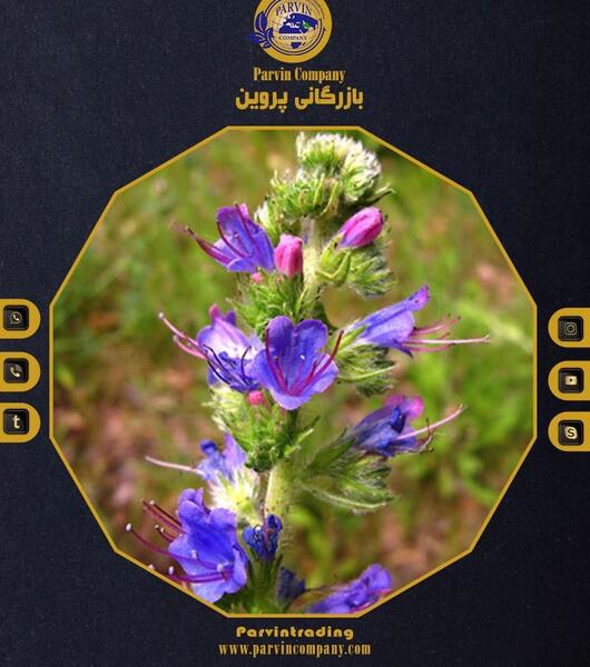عکس گل گاو زبان وحشی