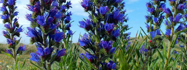 عکس گل گاو زبان وحشی