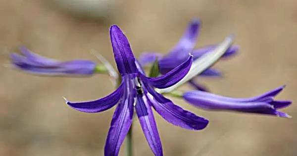 عکس گیاه گل گاو زبان
