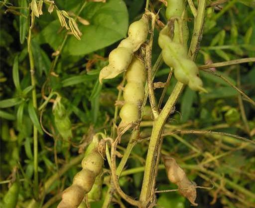عکس گیاه گاودانه