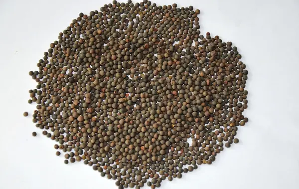 عکس گیاه گاودانه