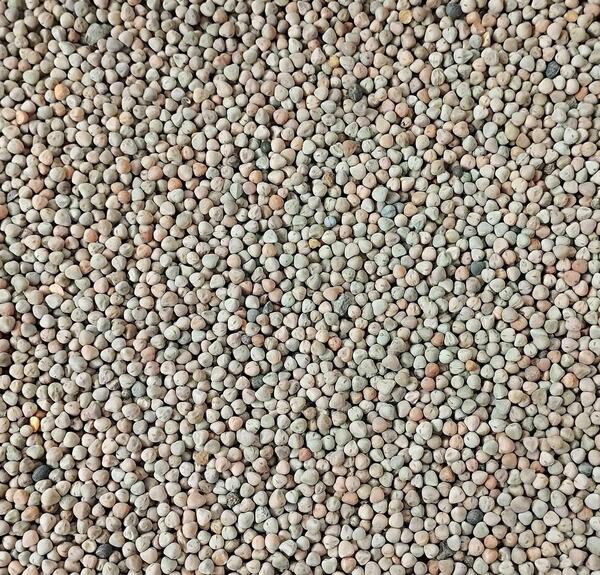 عکس گیاه گاودانه