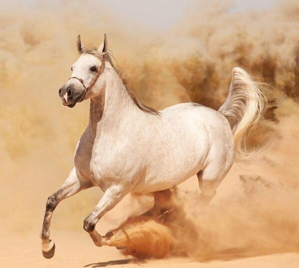 عکس اسب کوچک سفید