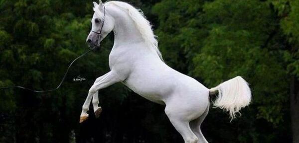 عکس اسب کوچک سفید