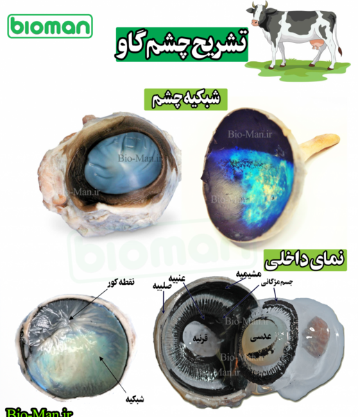 عکس عدسی چشم گاو