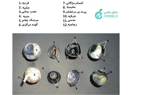عکس عدسی چشم گاو